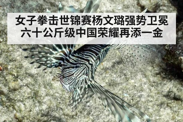 女子拳击世锦赛杨文璐强势卫冕六十公斤级中国荣耀再添一金